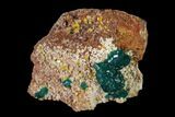 Gemmy Dioptase Clusters with Mimetite - N'tola Mine, Congo #148461-1